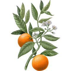Carrière Frères Diffuser Orange Blossom - Citrus Dulcis - 6.7 fl. oz